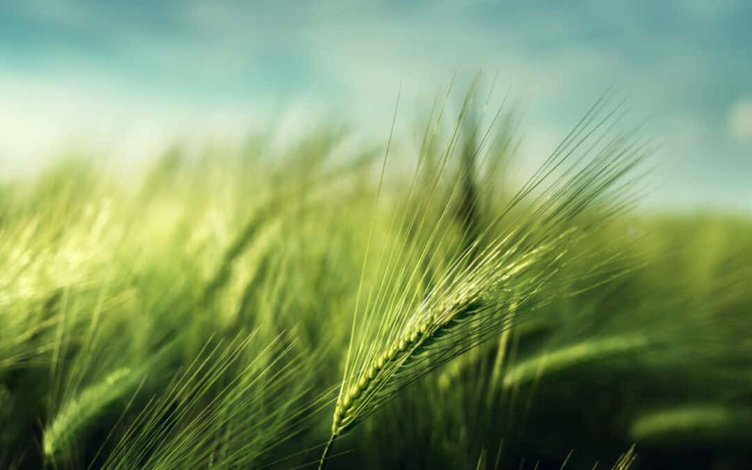 Learning about Aviv Barley