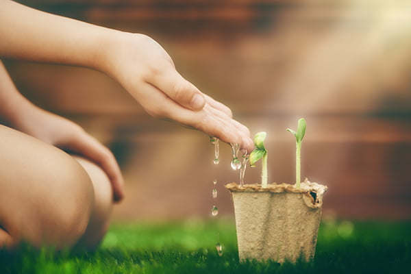 Child touches seedlings