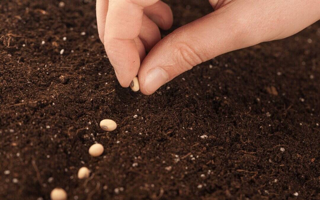 Planting Seeds of Faith