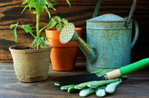 Tomato plant and garden tools